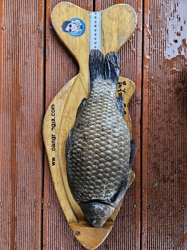 Fish catch