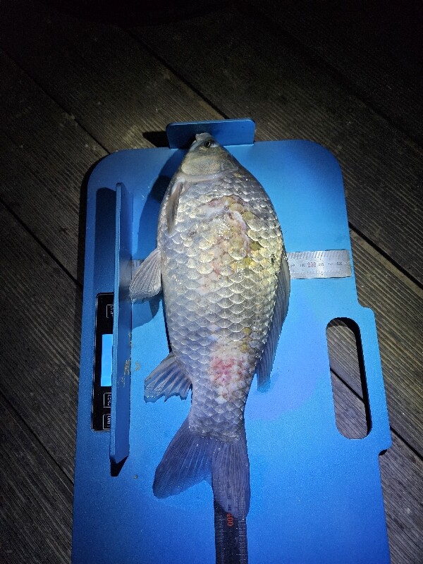 Fish catch